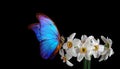 Bright blue morpho butterfly on flowers of white daffodils on black background Royalty Free Stock Photo