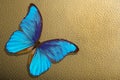 Bright blue morpho butterfly on golden watercolor paper. blue and gold abstract background. watercolor paper texture background