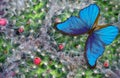 Bright blue morpho butterfly on a natural flowering background. Flowering cacti. Blooming cactus texture background. Royalty Free Stock Photo