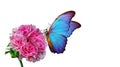 Bright blue morpho butterfly on a pink rose isolated on a white. butterfly on a flowers. copy space Royalty Free Stock Photo