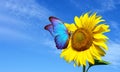 Bright blue morpho butterfly sitting on a sunflower against a blue sky. butterfly on a flower. copy space Royalty Free Stock Photo