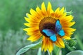 Bright blue morpho butterfly sitting on a sunflower. butterfly on a flower. copy space Royalty Free Stock Photo