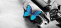 Bright blue morpho butterfly sitting on the violin black and white. melody concept. copy space