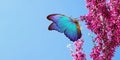 Bright blue morpho butterfly on spring flowers. branch of blossoming sakura against the blue sky. copy space Royalty Free Stock Photo