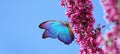 Bright blue morpho butterfly on spring flowers. branch of blossoming sakura against the blue sky. copy space Royalty Free Stock Photo