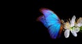 Bright blue morpho butterfly on spring flowers. Royalty Free Stock Photo