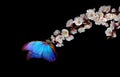 Bright blue morpho butterfly on white spring flowers. apricot blossom branch isolated on black. Royalty Free Stock Photo