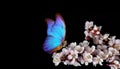 Bright blue morpho butterfly on white spring flowers. apricot blossom branch isolated on black. copy space Royalty Free Stock Photo