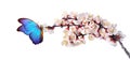 Bright blue morpho butterfly on white spring flowers. apricot blossom branch isolated on white. copy space