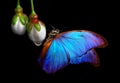 Bright blue morpho butterfly on white spring flowers isolated on black. tender closed sakura buds and butterfly close-up Royalty Free Stock Photo