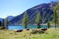 Bright blue mountain lake under blue sky with woods, stones and snow Royalty Free Stock Photo