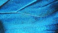 A fragment of a wing of the blue morpho butterfly, high magnification. Royalty Free Stock Photo