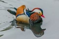 Bright blue, orange, white, red, orange, black and brown mandarin male duck