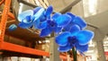 Bright Blue Orchid Set in a Commercial Background