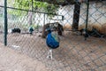 Bright blue peacock walking in a zoo behind the fence. Wild birds in captivity for tourist entertainment. Beautiful colorful Royalty Free Stock Photo