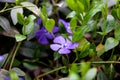 Bright blue periwinkle. Colorful small periwinkle flowers on background of green leaves in garden in spring season close Royalty Free Stock Photo