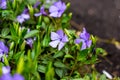 Bright blue periwinkle Vinca major flowers on green leaves background in the garden in spring season close up. Royalty Free Stock Photo