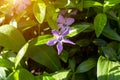 Bright blue periwinkle Vinca major flowers on green leaves background in the garden in spring season close up. Royalty Free Stock Photo