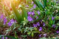 Bright blue periwinkle Vinca major flowers on green leaves background in the garden in spring season close up.