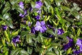 Bright blue periwinkle Vinca major flowers on green leaves background in the garden in spring season close up. Royalty Free Stock Photo