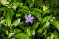 Bright blue periwinkle Vinca major flowers on green leaves background in the garden in spring season close up. Royalty Free Stock Photo