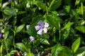 Bright blue periwinkle Vinca major flowers on green leaves background in the garden in spring season close up. Royalty Free Stock Photo