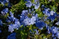 Bright blue plumbago flowers on bush Royalty Free Stock Photo