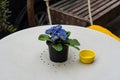 Bright blue primula flowers in the pot