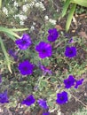 Bright blue/purple flowers