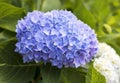 Vibrant blue hydrangea blossom and backlit leaf Royalty Free Stock Photo