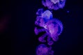Bright, blue and purple jellyfish glowing