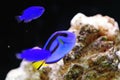 Bright blue regal tang