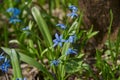 Bright blue Scilla . Spring primrose in the forest. Royalty Free Stock Photo