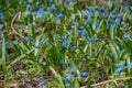 Bright blue Scilla . Spring primrose in the forest. Royalty Free Stock Photo