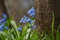 Bright blue Scilla . Spring primrose in the forest. Royalty Free Stock Photo