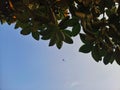 Bright blue sky background with green leaves exposed to sunlight. Royalty Free Stock Photo