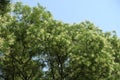 Bright blue sky and branches of blossoming Styphnolobium japonicum Royalty Free Stock Photo