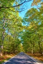 Bright blue sky with green forest park woods and straight paved asphalt path or trail and dark branch