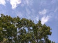 Bright blue sky and green trees look fresh Royalty Free Stock Photo