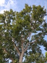 Bright blue sky and green trees look fresh Royalty Free Stock Photo