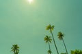 Bright blue sky retro effect with long coconut palms waving in breeze Royalty Free Stock Photo