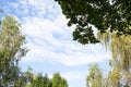 Bright blue sky with small white clouds. At the edges of the branches of different trees maple, birch, lime Royalty Free Stock Photo
