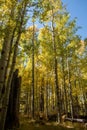 Grove of golden aspen trees in early fall Royalty Free Stock Photo