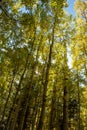 Grove of golden aspen trees in early fall Royalty Free Stock Photo