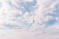 Bright blue sky with white clouds and seagull flying high above. Beautiful background for your design for any purposes. Royalty Free Stock Photo