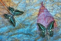 bright blue spotted tropical butterflies against the background Royalty Free Stock Photo