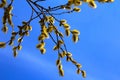 Willow branch in spring