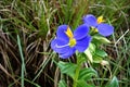 Bright Blue Sri Lankan Wild Flowers Royalty Free Stock Photo