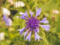 Bright blue star cornflower in a green field Royalty Free Stock Photo