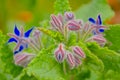 Bright blue star flowers and buds and green leafs